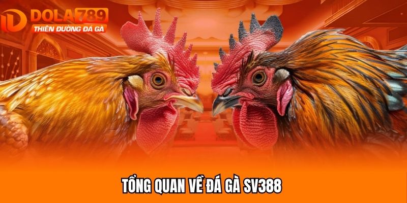 Tổng quan về đá gà SV388